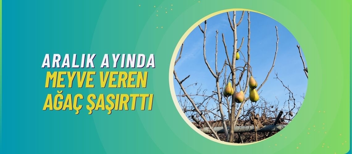 Aralık ayında meyve veren ağaç şaşırttı