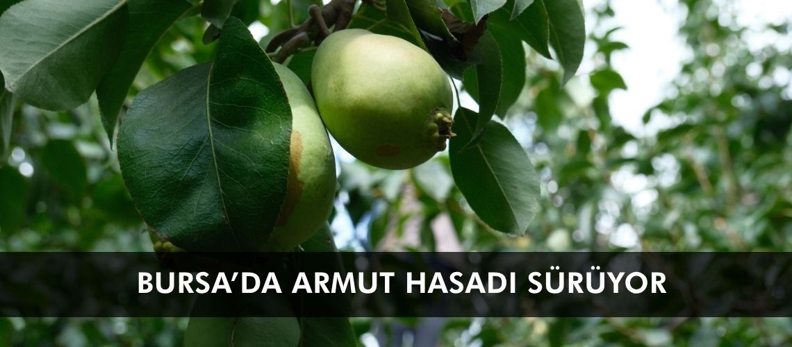 Bursa’da armut hasadı sürüyor