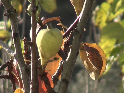 Armut ağacı aralık ayında meyve verdi