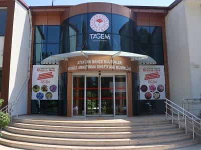Yalova aronyası katma değere dönüşüyor