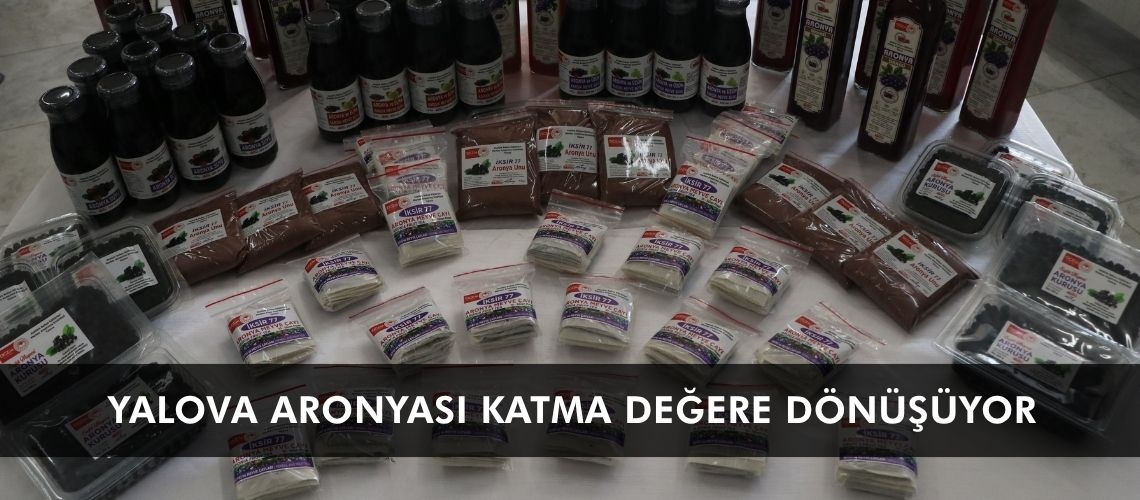 Yalova aronyası katma değere dönüşüyor