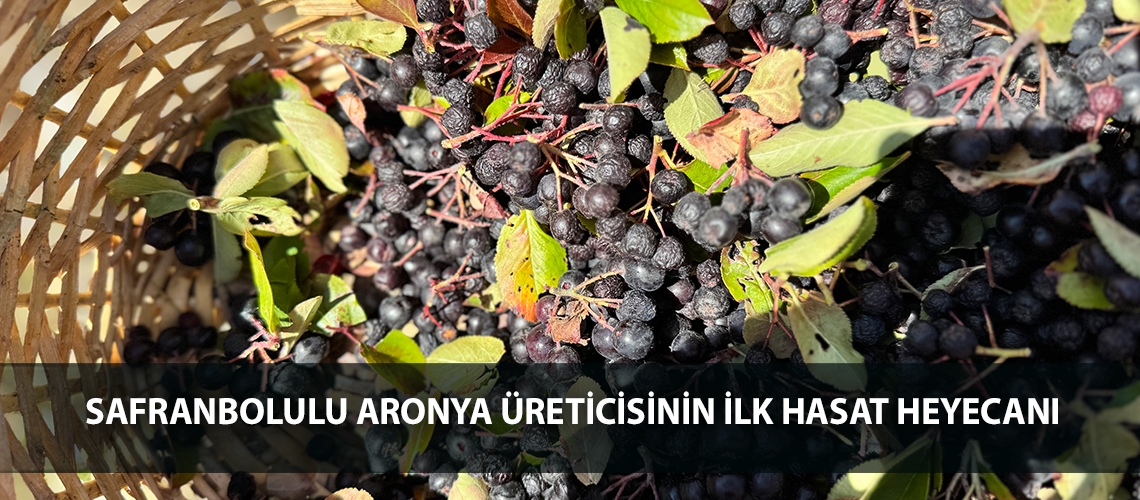 Safranbolulu aronya üreticisinin ilk hasat heyecanı