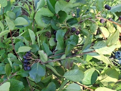 Deneme amaçlı dikilen aronyalar ilk meyvelerini verdi