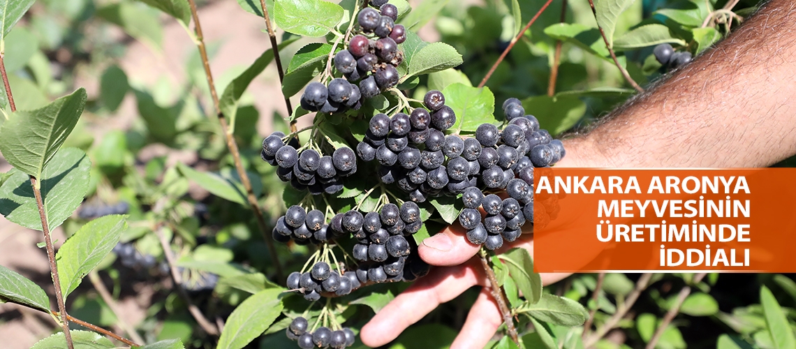 Ankara aronya meyvesinin üretiminde iddialı