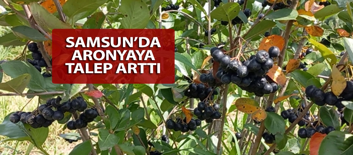 Samsun’da aronyaya talep arttı