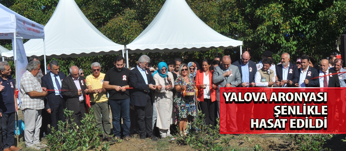 Yalova aronyası şenlikle hasat edildi