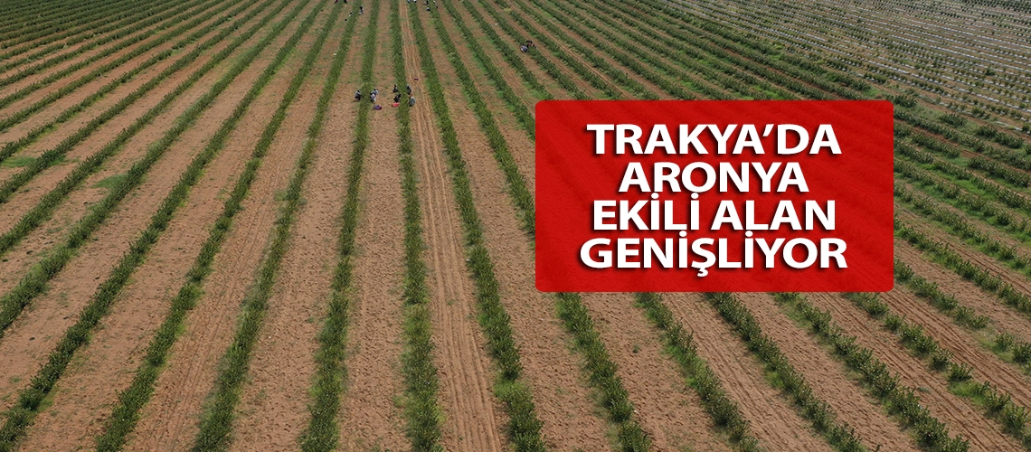 Trakya’da aronya ekili alan genişliyor
