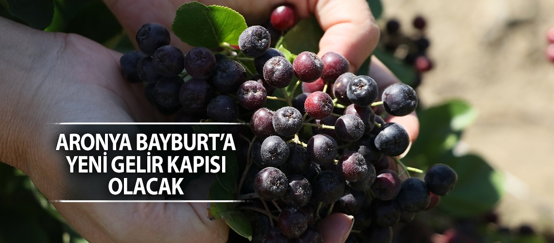 Aronya Bayburt’a yeni gelir kapısı olacak