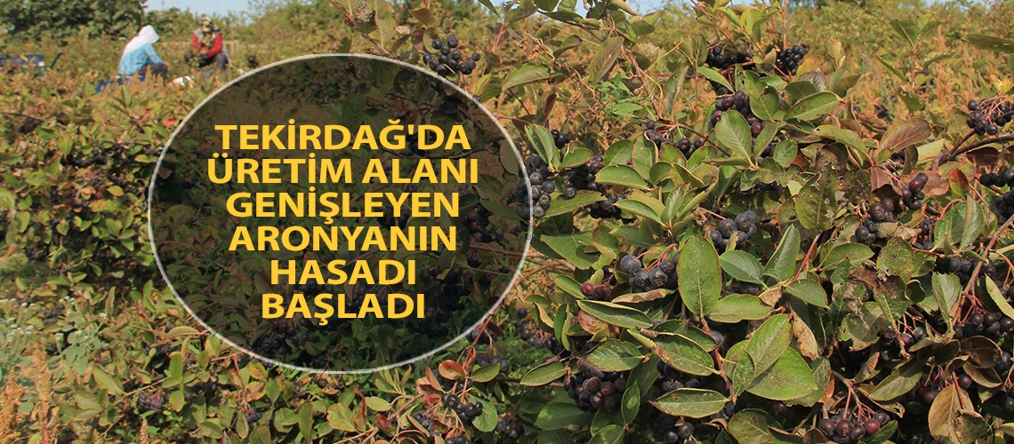 Tekirdağ'da üretim alanı genişleyen aronyanın hasadı başladı