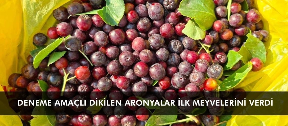 Deneme amaçlı dikilen aronyalar ilk meyvelerini verdi