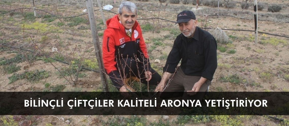 Bilinçli çiftçiler kaliteli aronya yetiştiriyor