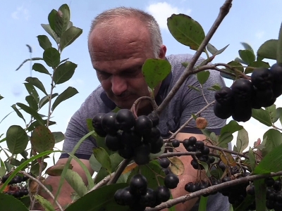 Samsun’da aronyaya talep arttı
