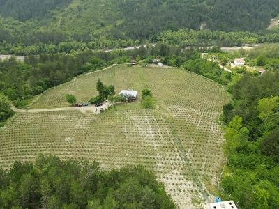 Boş kalan araziler aronya ile yeşerdi