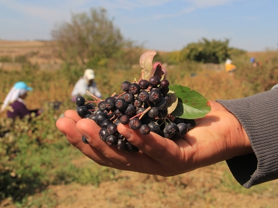 Tekirdağ'da üretim alanı genişleyen aronyanın hasadı başladı