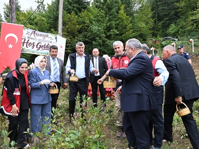 Kastamonu'da atıl araziler aronyayla bereketlendi