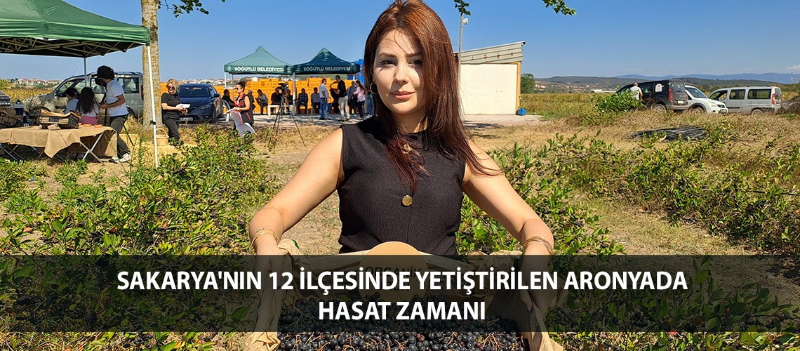 Sakarya'nın 12 ilçesinde yetiştirilen aronyada hasat zamanı