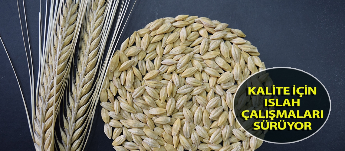 Kalite için ıslah çalışmaları sürüyor