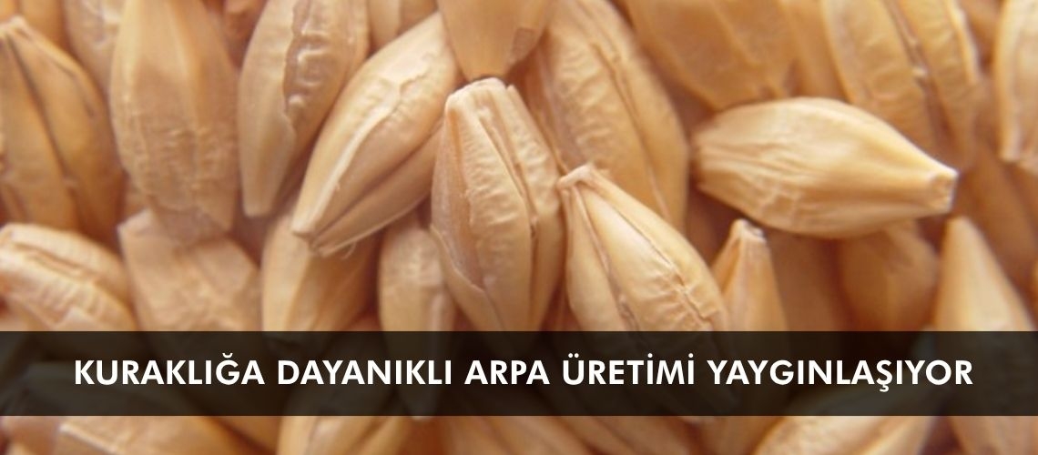 Kuraklığa dayanıklı arpa üretimi yaygınlaşıyor
