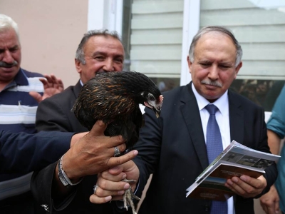 Artvinli çiftçilere tavuk desteği