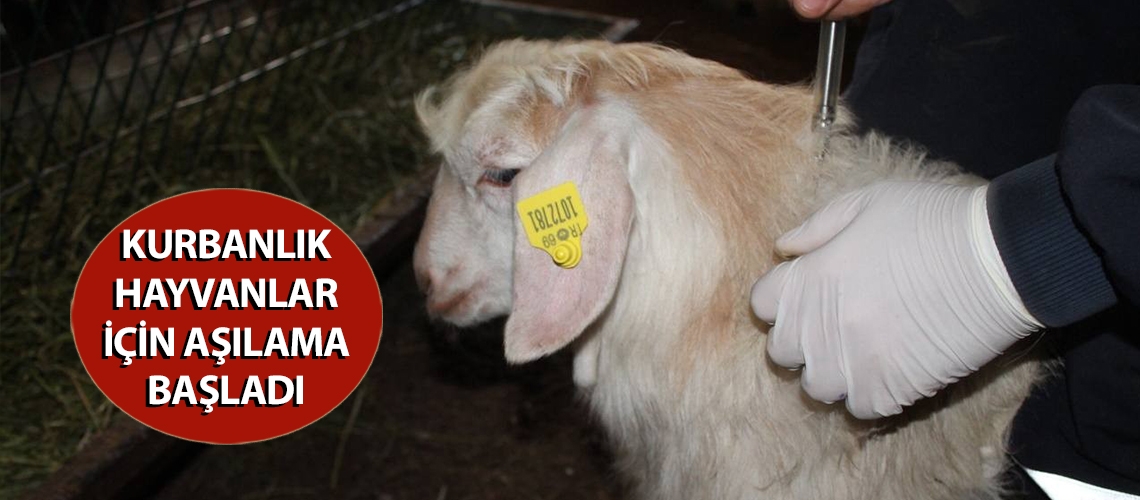 Kurbanlık hayvanlar için aşılama başladı