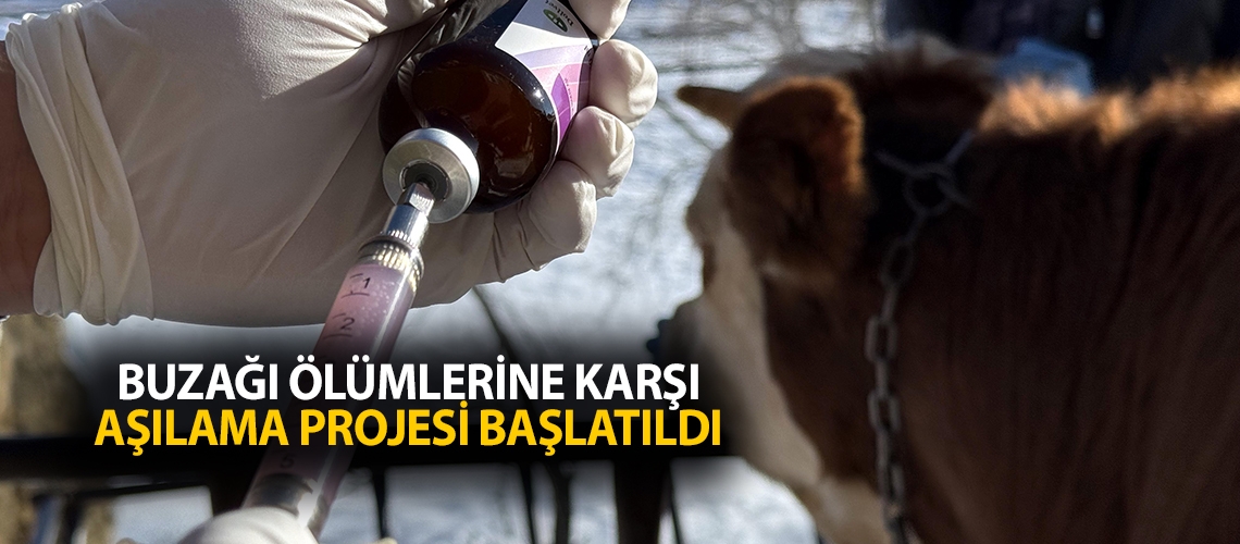 Buzağı ölümlerine karşı aşılama projesi başlatıldı