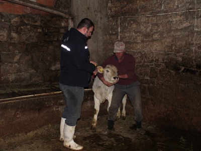 Kurbanlık hayvanlar için aşılama başladı