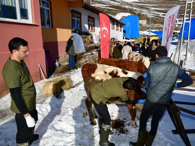 Buzağı ölümlerine karşı aşılama projesi başlatıldı