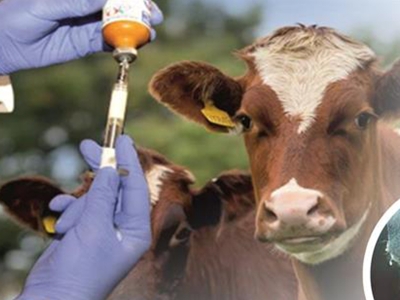 “Analar aşılansın buzağılar ölmesin”