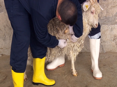 Aşılama ve Biyogüvenlik