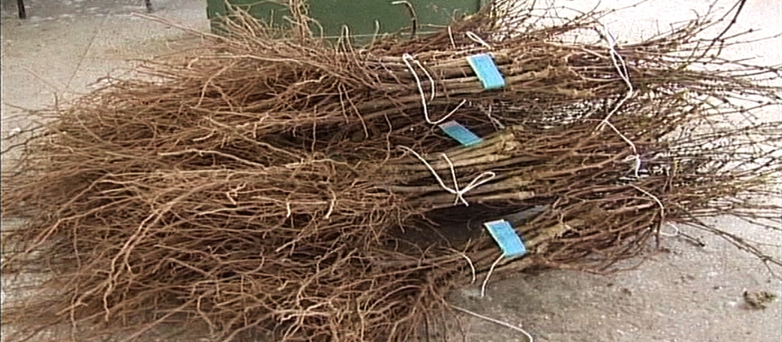 Asma Fidanı Üretimi