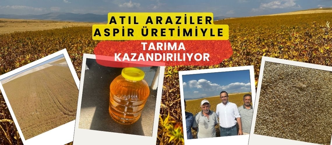 Atıl araziler aspir üretimiyle tarıma kazandırılıyor