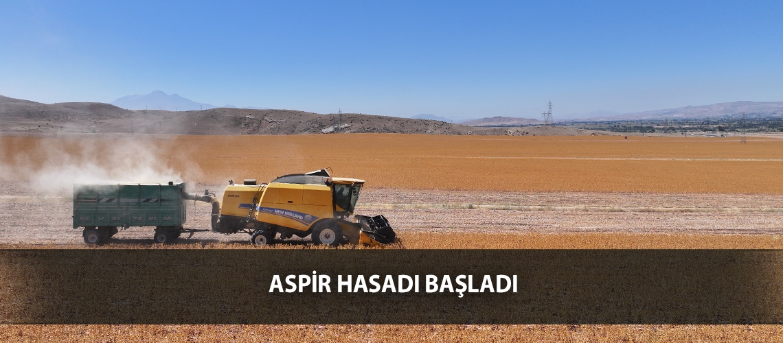 Aspir hasadı başladı
