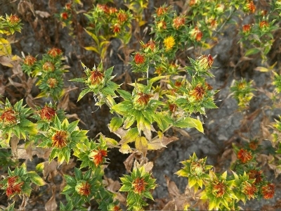 Atıl araziler aspir üretimiyle tarıma kazandırılıyor