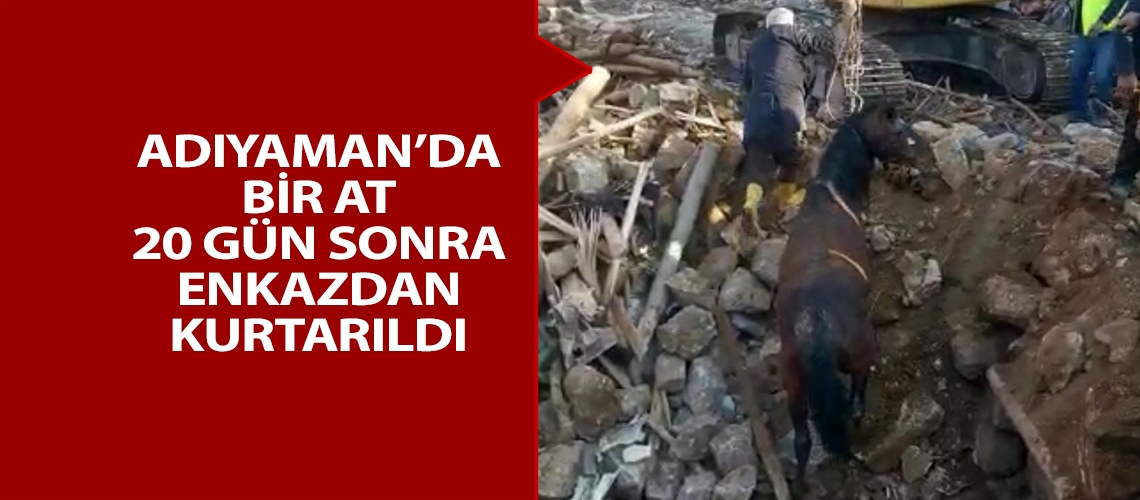 Adıyaman’da bir at 20 gün sonra enkazdan kurtarıldı