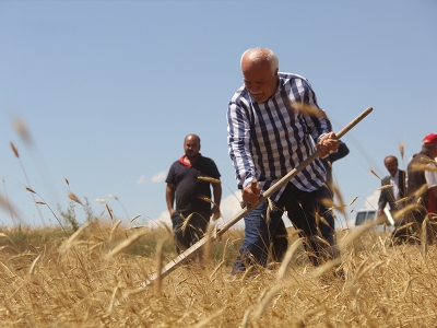 Bir avuç ata tohumundan 500 dönüm ekin