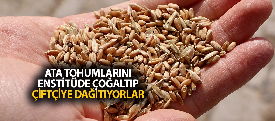 Ata tohumlarını enstitüde çoğaltıp çiftçiye dağıtıyorlar