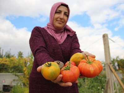 Ata tohumlarını yetiştiriyor, ücretsiz dağıtıyor