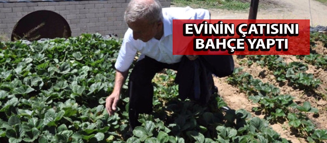 Evinin çatısını bahçe yaptı