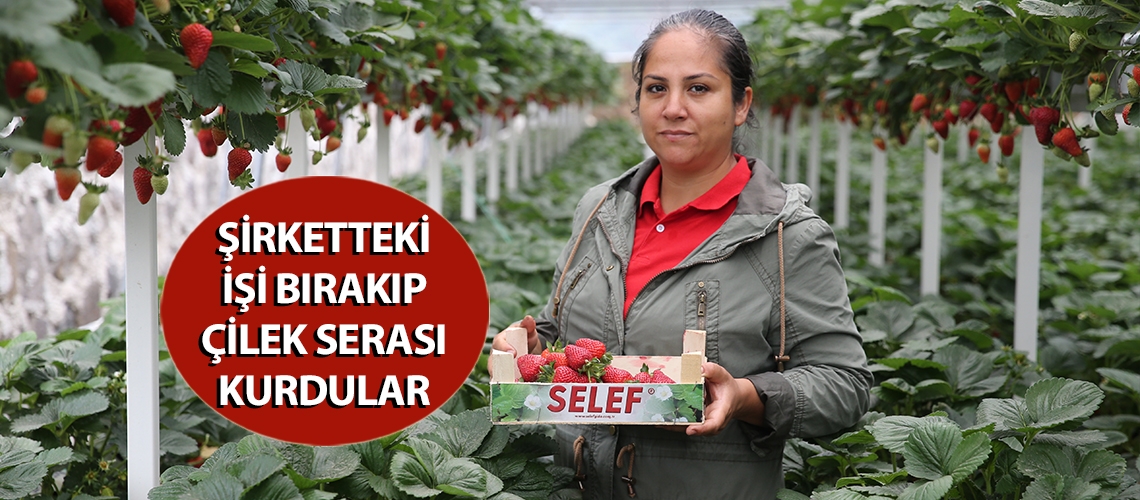 Şirketteki işi bırakıp çilek serası kurdular