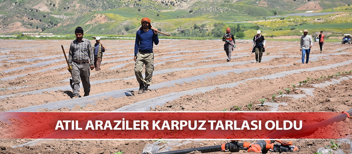 Atıl araziler karpuz tarlası oldu