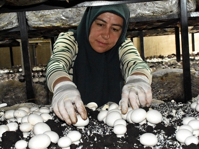 Kadın girişimci destekle mantar üreticisi oldu