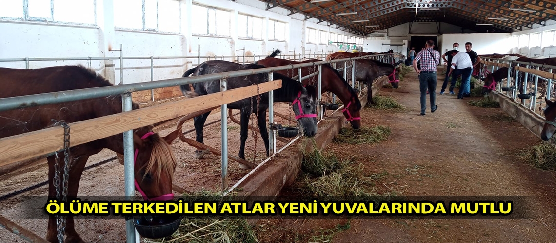 Ölüme terkedilen atlar yeni yuvalarında mutlu