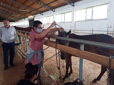 Ölüme terkedilen atlar yeni yuvalarında mutlu