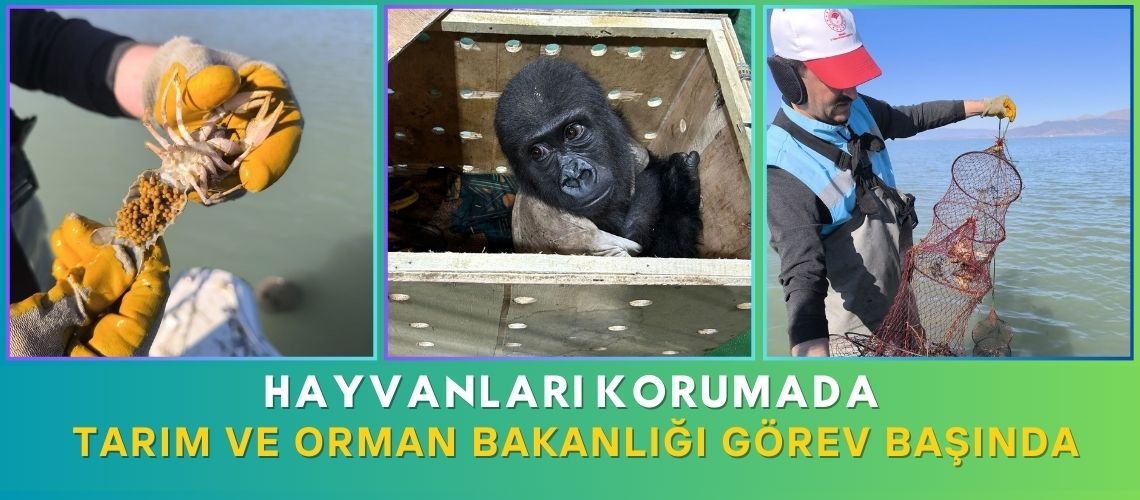 Hayvanları korumada Tarım ve Orman Bakanlığı görev başında