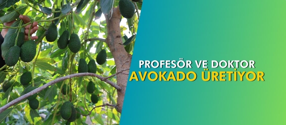 Profesör ve doktor avokado üretiyor