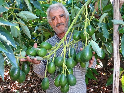 Mersin’de avokado hasadı başladı