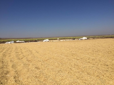 Diyarbakır için çeltik hasadı vakti