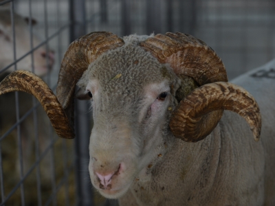 Bölgenin en büyük hayvan pazarı açıldı