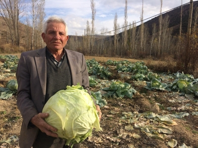 Ayaz gören lahana yok satıyor