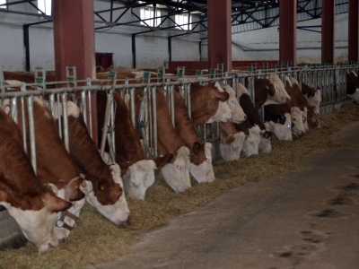 Destekle tesis kurdu günde 3 ton süt üretiyor